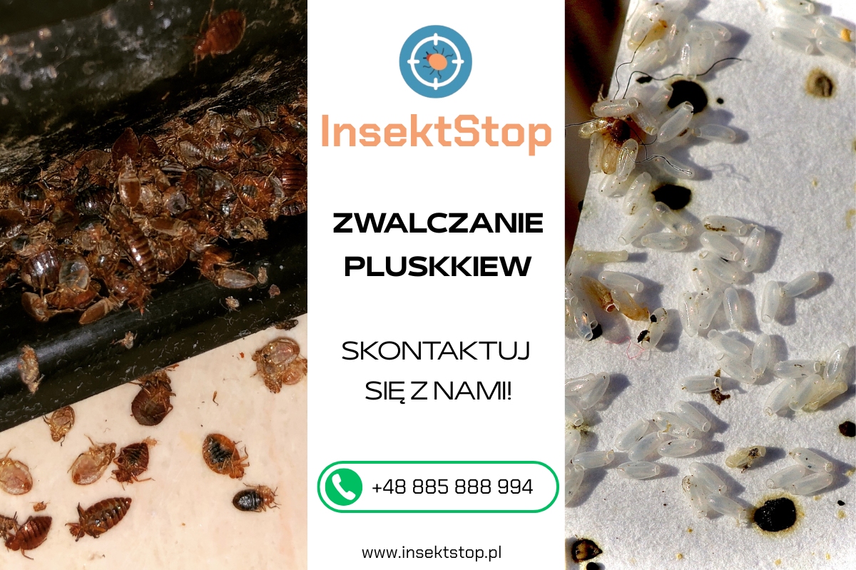 zwalczanie pluskiew